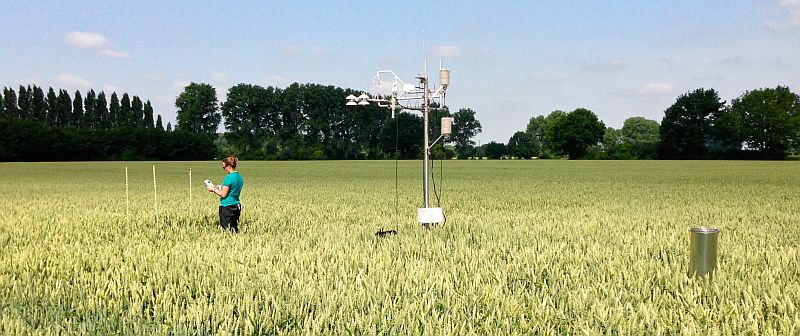 Selhausen site with micrometeorological tower in a winter wheat canopy